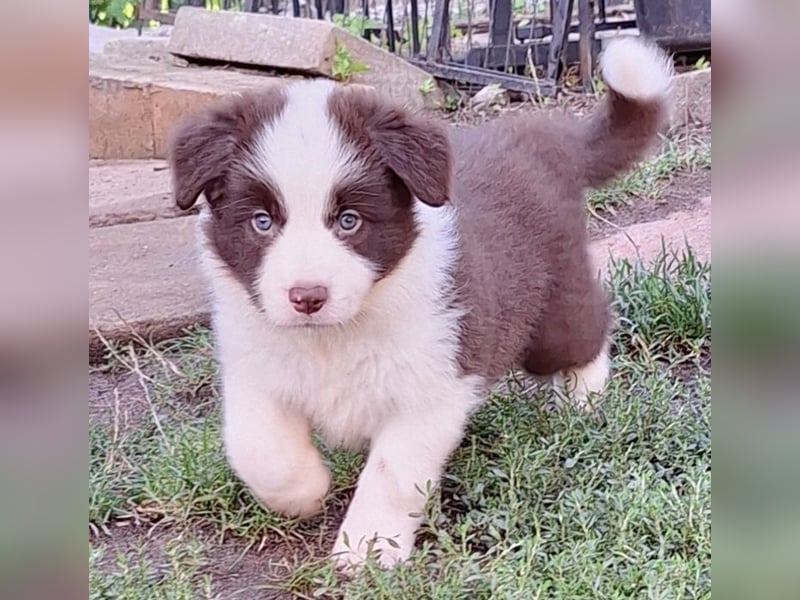 FCI/VDH/CfBrH Border Collies