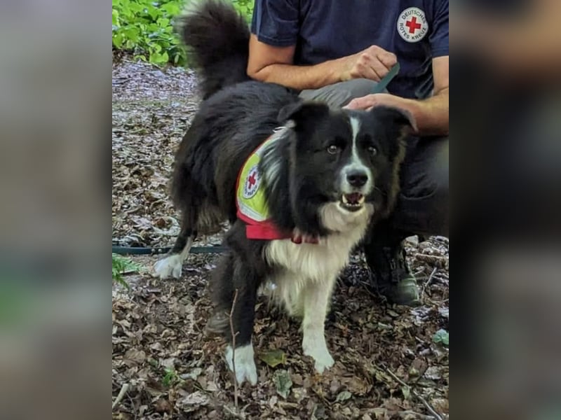 FCI/VDH/CfBrH Border Collies
