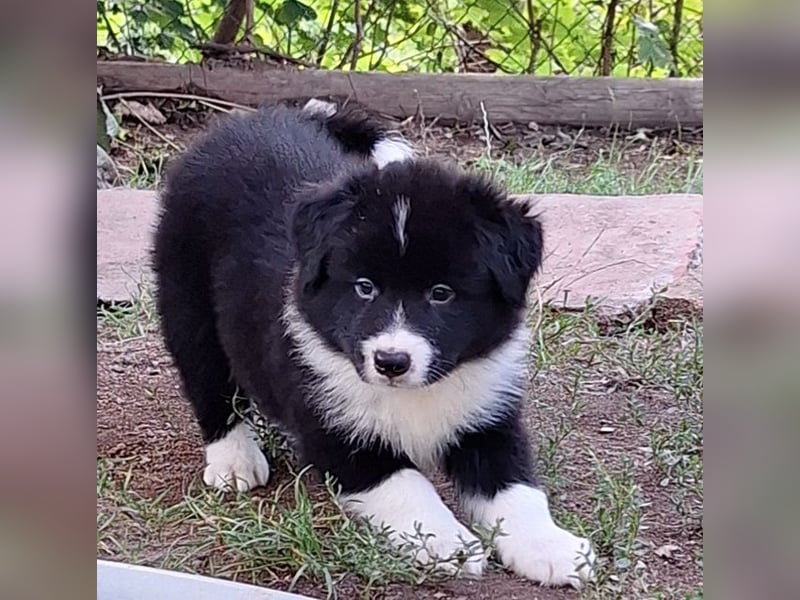 FCI/VDH/CfBrH Border Collies