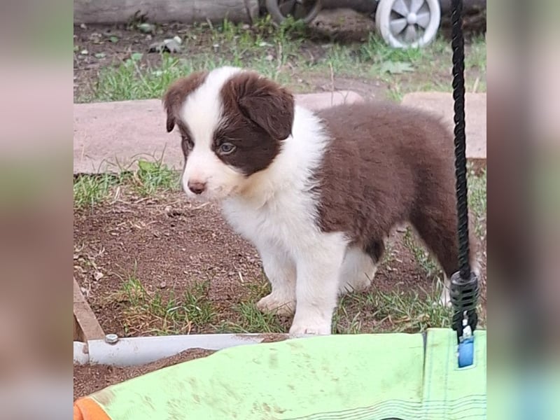 FCI/VDH/CfBrH Border Collies
