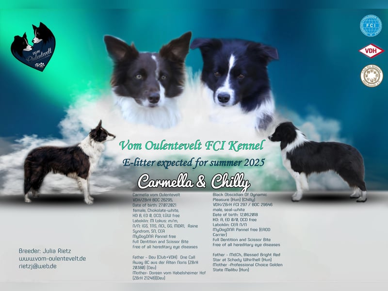 FCI/VDH/CfBrH Border Collies