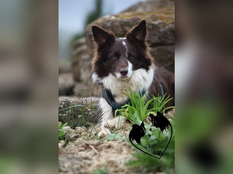 FCI/VDH/CfBrH Border Collies