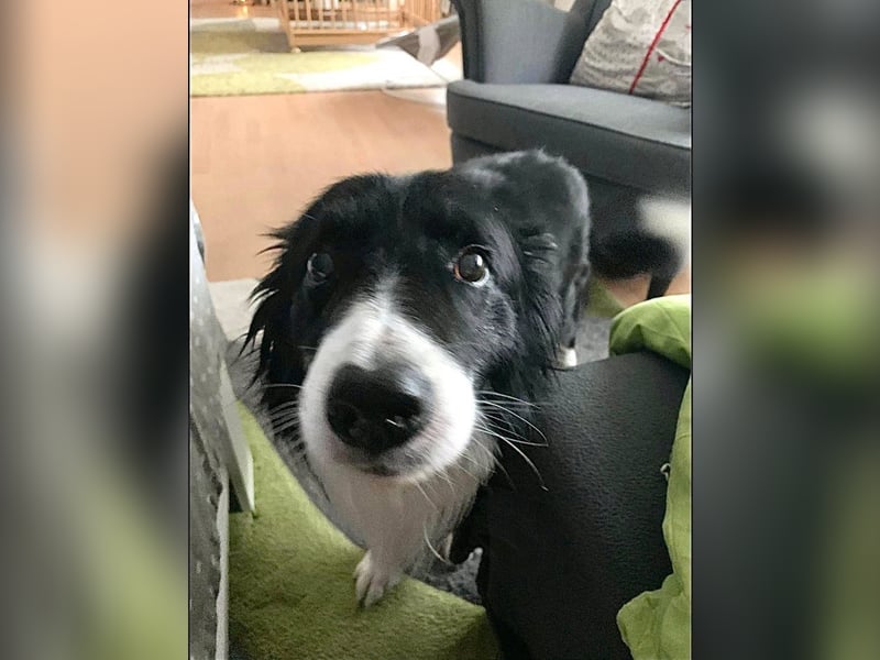 Chat - liebenswerter Senior sucht dringend Gnadenplatz mit Herz / derzeit in 50xxx Köln