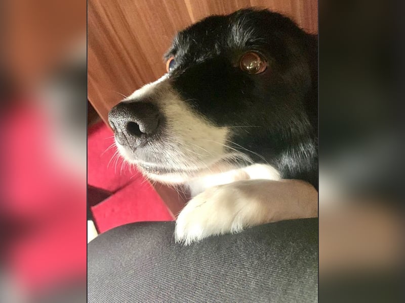 Chat - liebenswerter Senior sucht dringend Gnadenplatz mit Herz / derzeit in 50xxx Köln