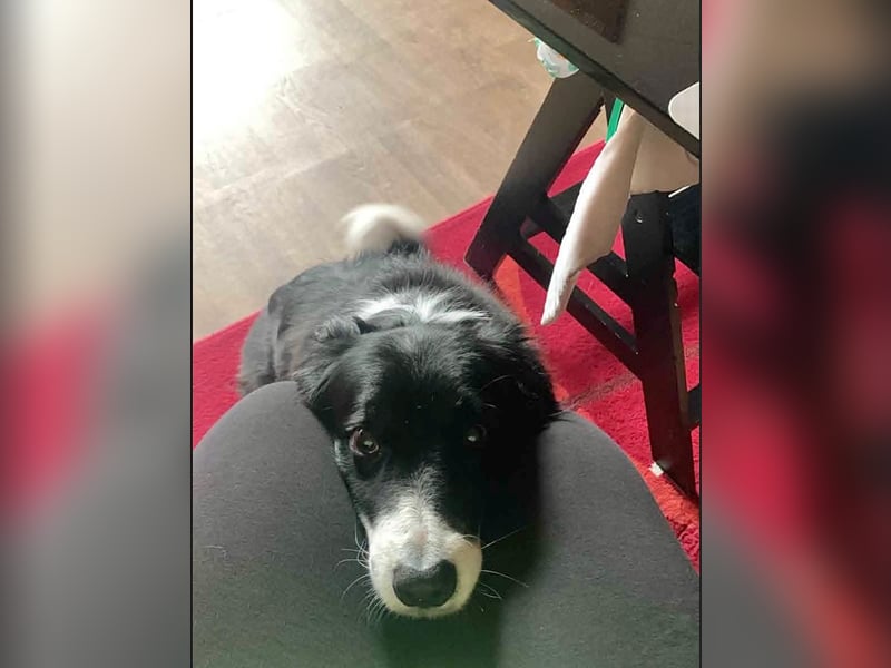 Chat - liebenswerter Senior sucht dringend Gnadenplatz mit Herz / derzeit in 50xxx Köln