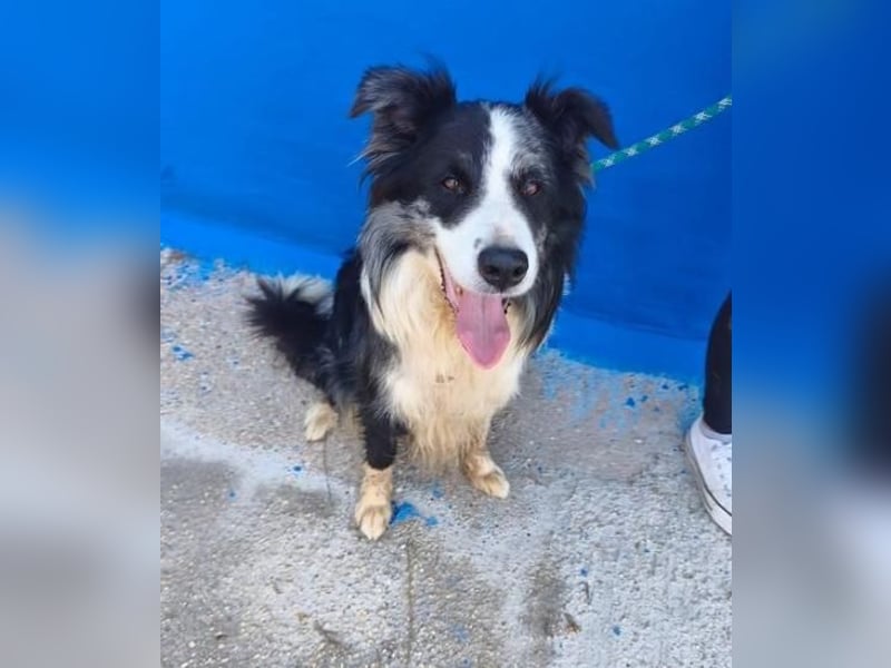 YAS ein menschenbezogener Hundemann