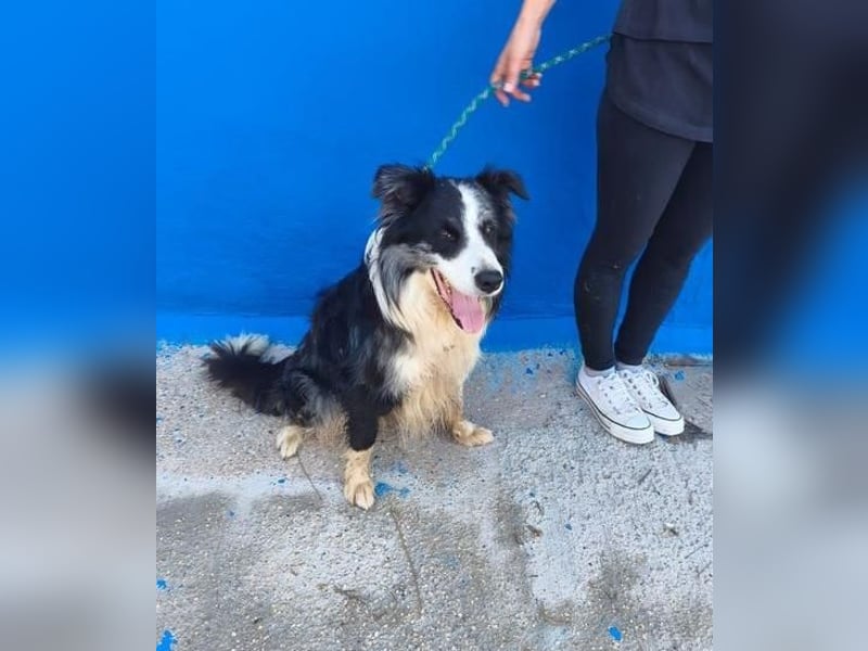 YAS ein menschenbezogener Hundemann