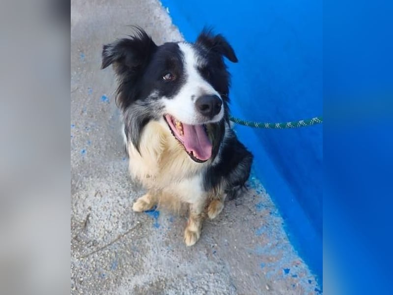 YAS ein menschenbezogener Hundemann