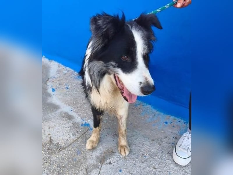 YAS ein menschenbezogener Hundemann