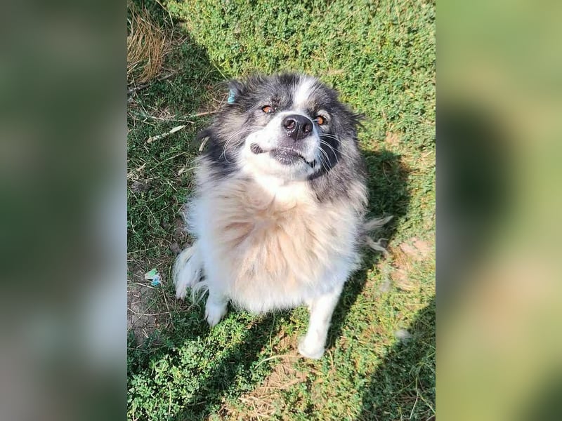 SPRINGSTEEN ♥ - Gerettet aus der Tötung in Moreni