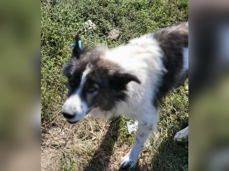 SPRINGSTEEN ♥ - Gerettet aus der Tötung in Moreni