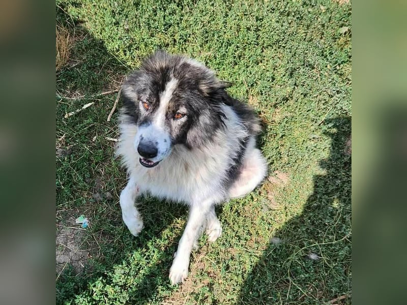 SPRINGSTEEN ♥ - Gerettet aus der Tötung in Moreni