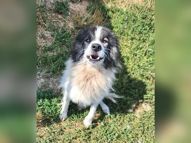 SPRINGSTEEN ♥ - Gerettet aus der Tötung in Moreni