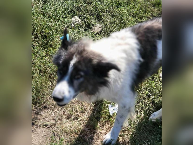 SPRINGSTEEN ♥ - Gerettet aus der Tötung in Moreni