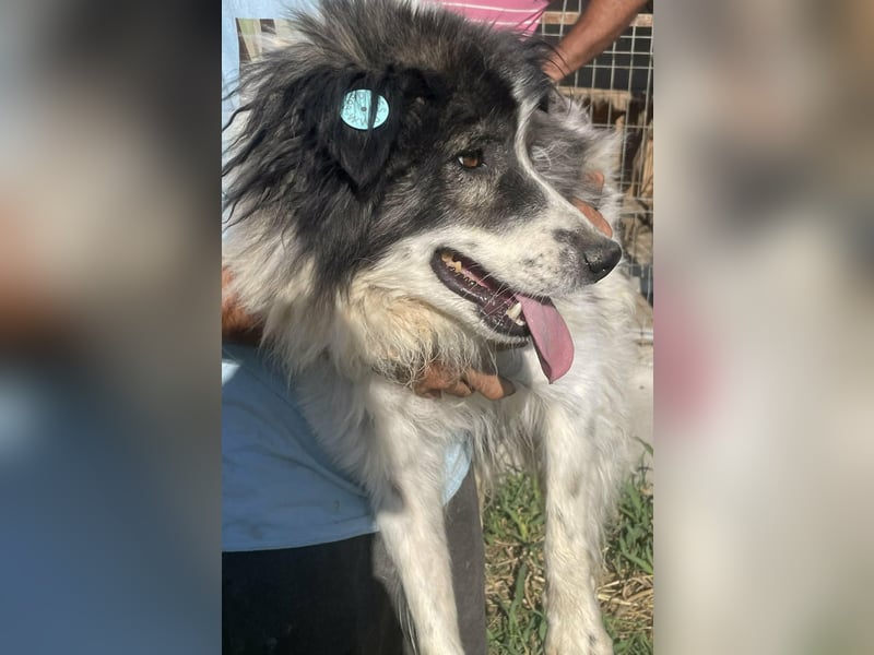 SPRINGSTEEN ♥ - Gerettet aus der Tötung in Moreni