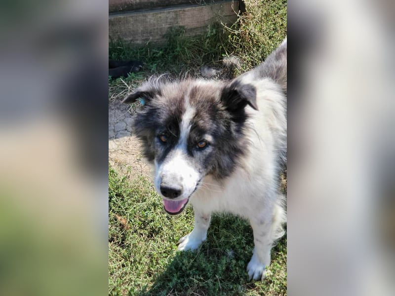 SPRINGSTEEN ♥ - Gerettet aus der Tötung in Moreni