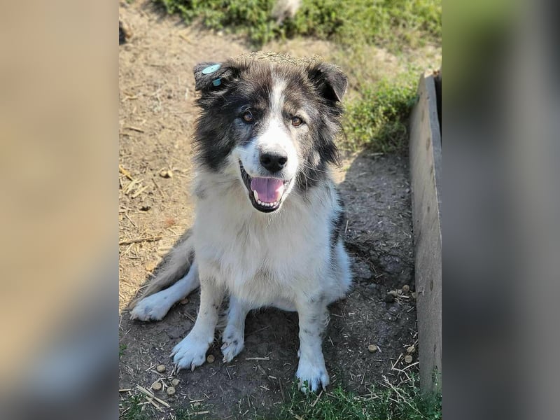 SPRINGSTEEN ♥ - Gerettet aus der Tötung in Moreni