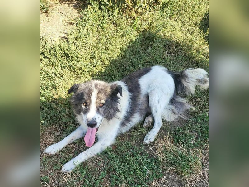 SPRINGSTEEN ♥ - Gerettet aus der Tötung in Moreni