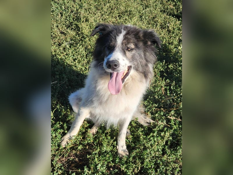 SPRINGSTEEN ♥ - Gerettet aus der Tötung in Moreni