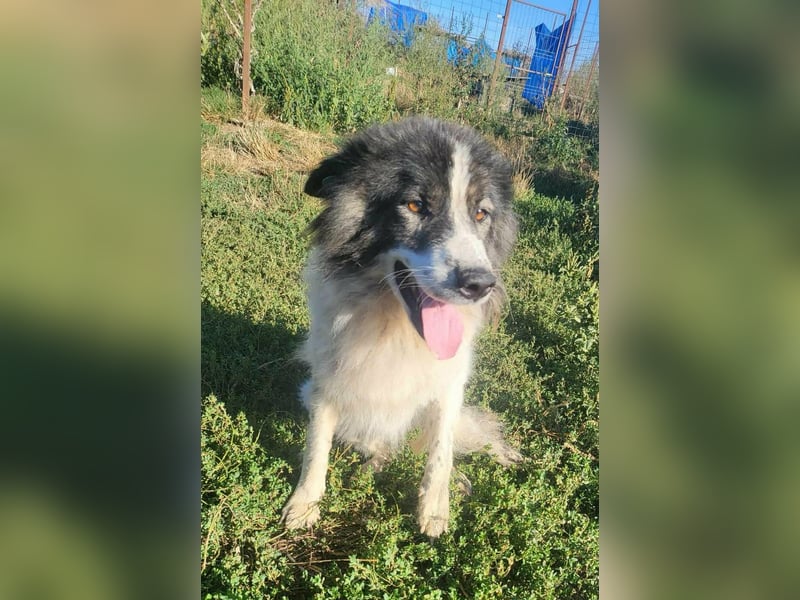 SPRINGSTEEN ♥ - Gerettet aus der Tötung in Moreni