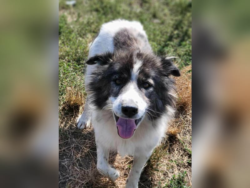 SPRINGSTEEN ♥ - Gerettet aus der Tötung in Moreni