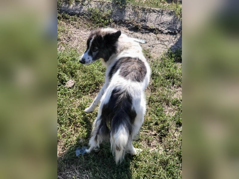 SPRINGSTEEN ♥ - Gerettet aus der Tötung in Moreni