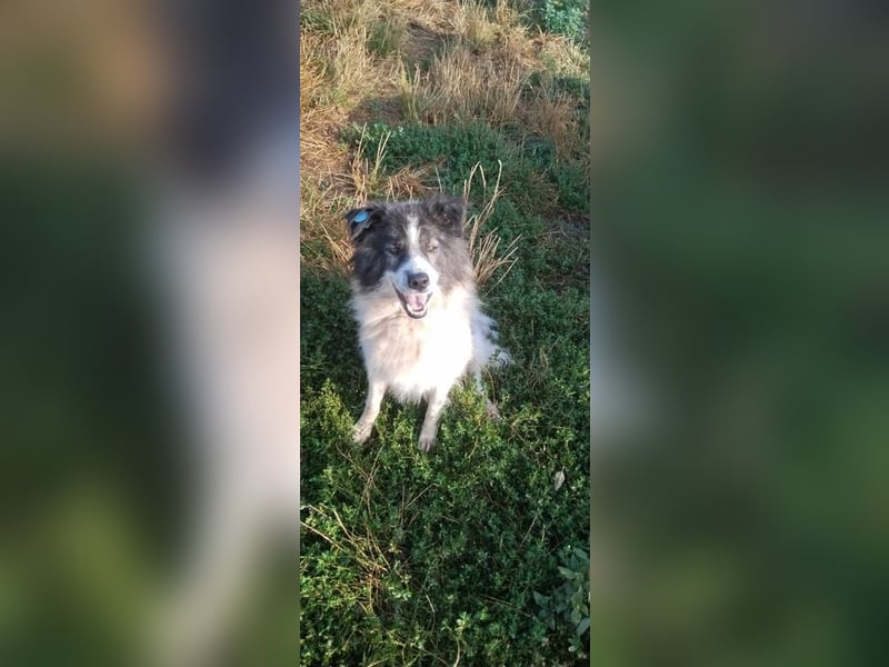 SPRINGSTEEN ♥ - Gerettet aus der Tötung in Moreni