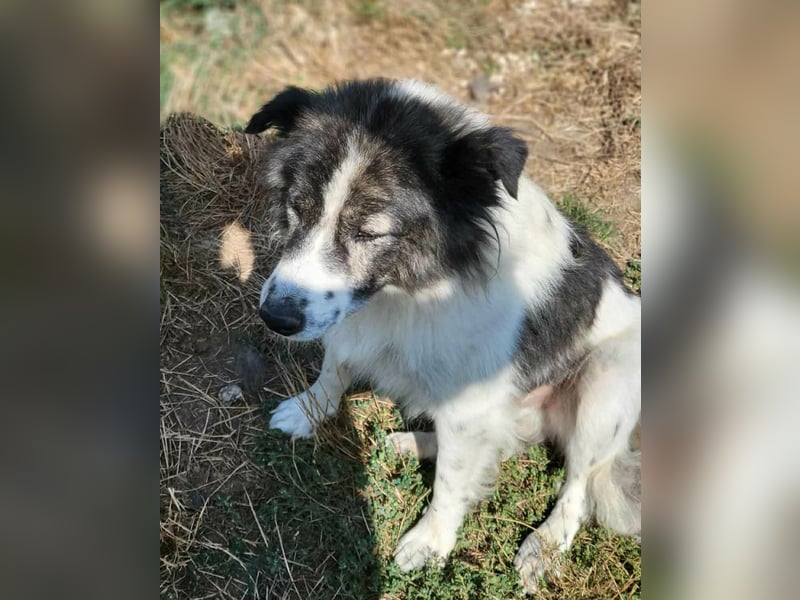 SPRINGSTEEN ♥ - Gerettet aus der Tötung in Moreni