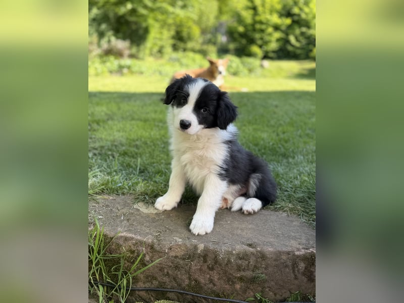 Toller Border Collie Welpe Rüde sucht liebevolles Zuhause