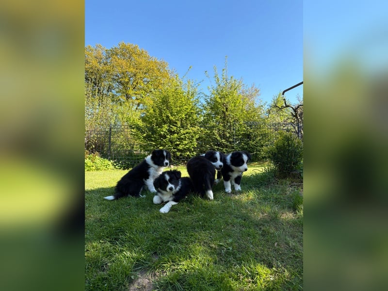 Border Collie Welpe sucht sein Für-Immer-Zuhause