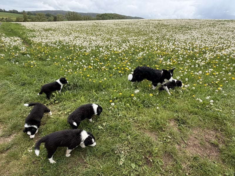 Toller Border Collie Welpe Rüde sucht liebevolles Zuhause