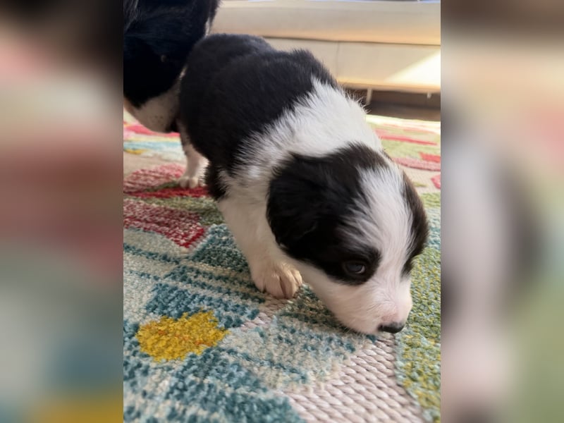 Toller Border Collie Welpe Rüde sucht liebevolles Zuhause