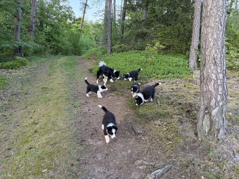 Border Collie Welpe sucht sein Für-Immer-Zuhause