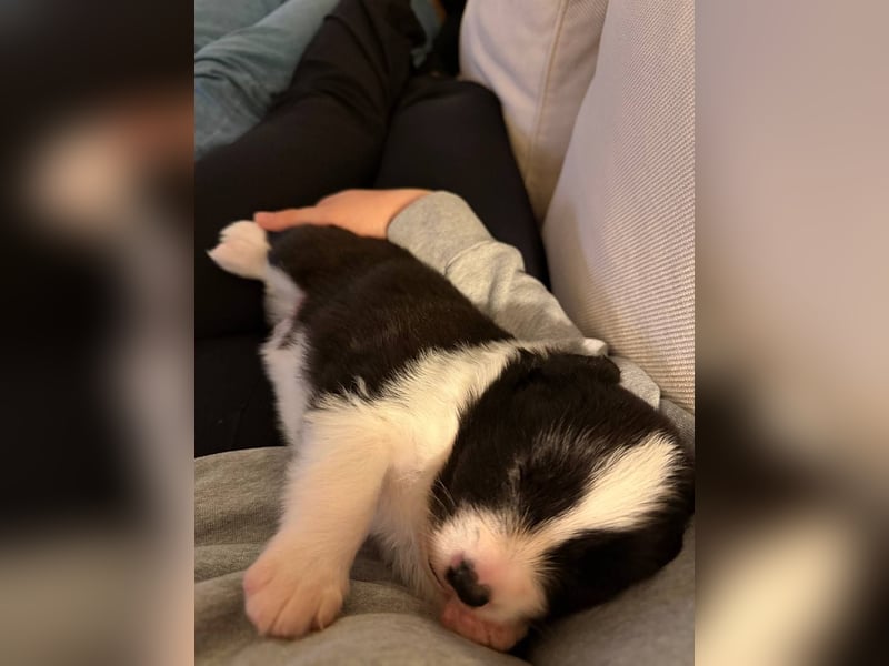 Border Collie Welpe sucht sein Für-Immer-Zuhause