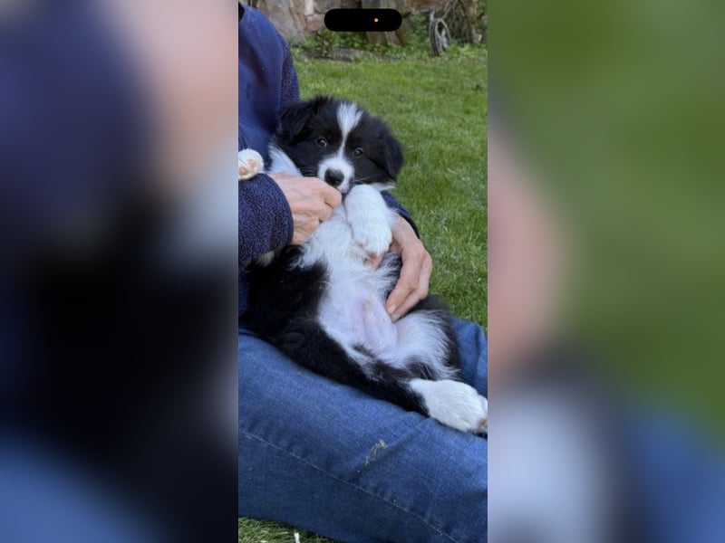 Border Collie Welpe sucht sein Für-Immer-Zuhause