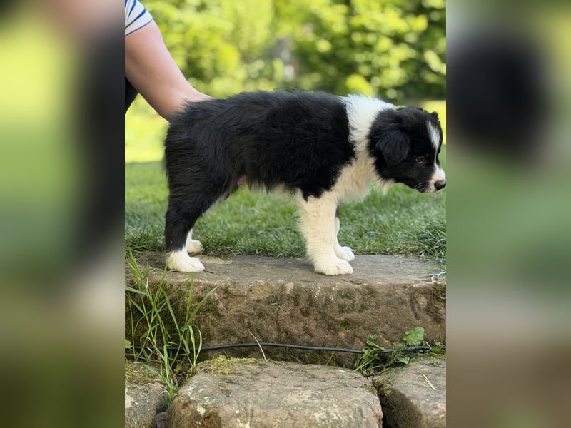 Wunderschöner Border Collie Welpe Rüde sucht liebevolles Zuhause