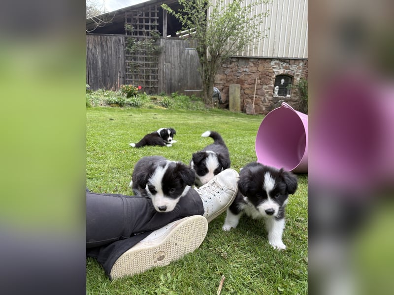 Toller Border Collie Welpe Rüde sucht liebevolles Zuhause