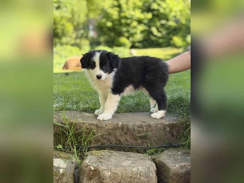 Toller Border Collie Welpe Rüde sucht liebevolles Zuhause