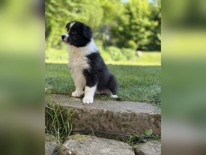 Border Collie Welpe sucht sein Für-Immer-Zuhause