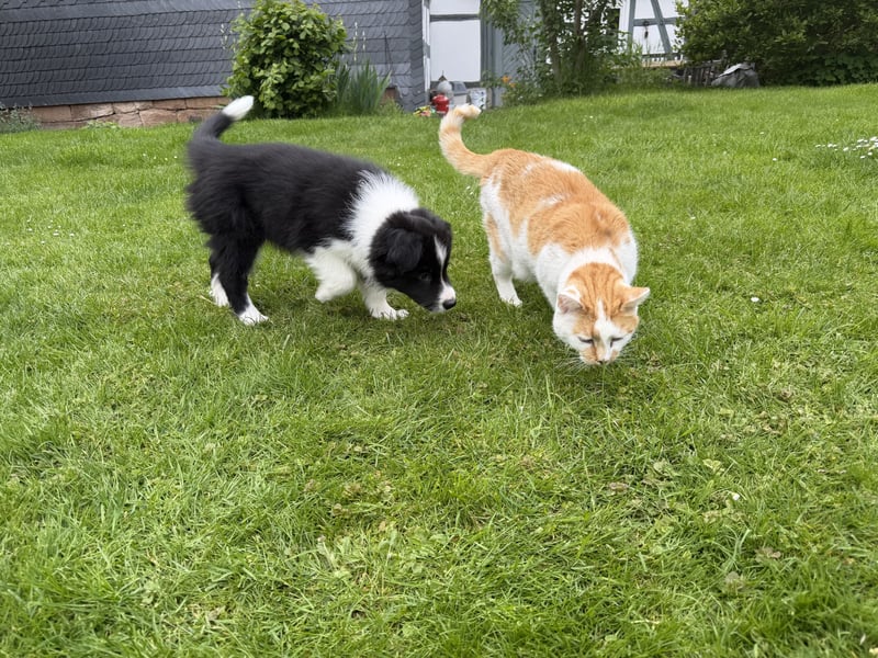 Border Collie Welpe sucht sein Für-Immer-Zuhause
