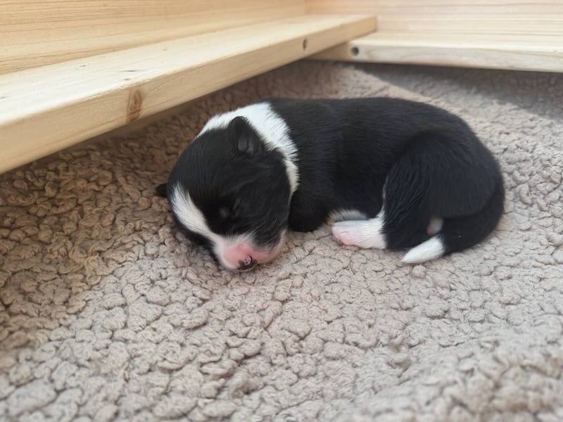 Border Collie Welpe sucht sein Für-Immer-Zuhause