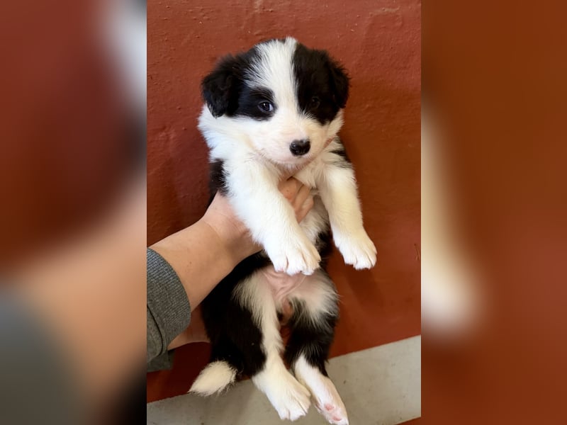 Toller Border Collie Welpe Rüde sucht liebevolles Zuhause