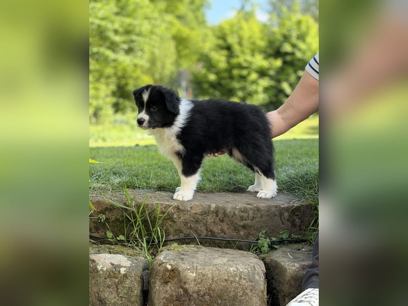 Wunderschöner Border Collie Welpe Rüde sucht liebevolles Zuhause