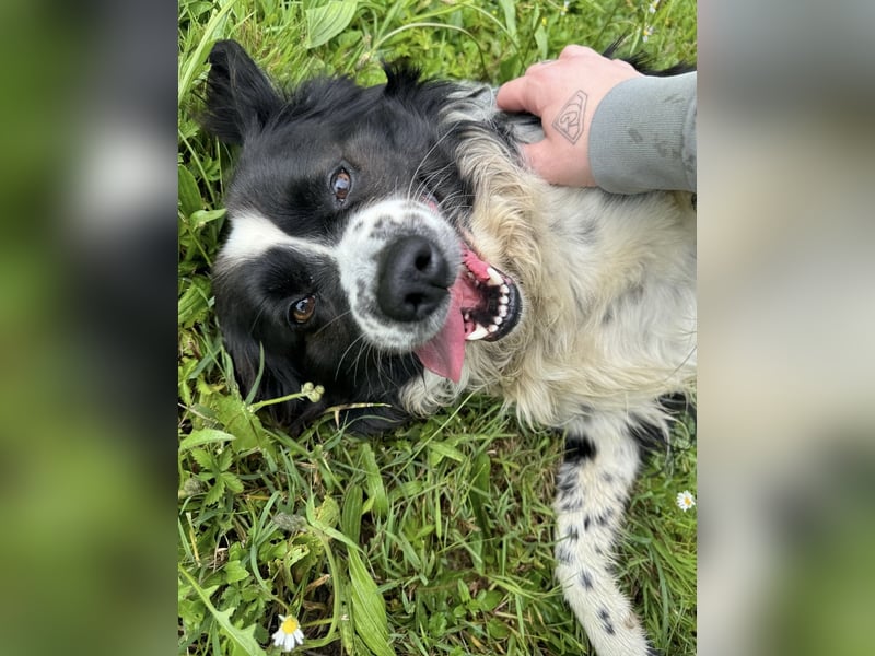 Mickey braucht ein liebevolles Zuhause