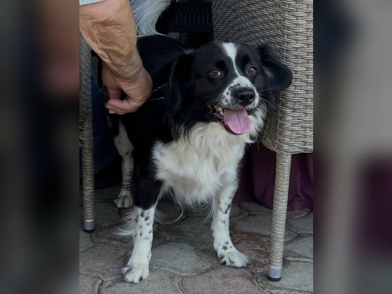 Mickey braucht ein liebevolles Zuhause