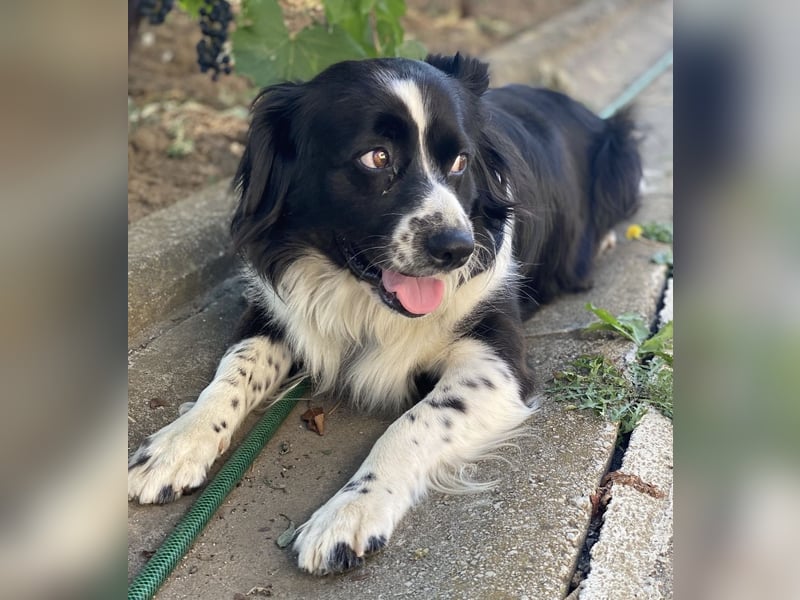 Mickey braucht ein liebevolles Zuhause