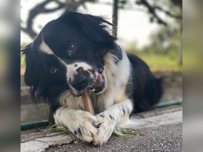 Mickey braucht ein liebevolles Zuhause