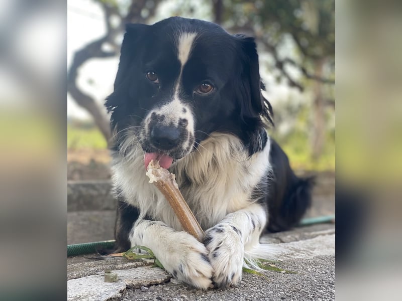 Mickey braucht ein liebevolles Zuhause