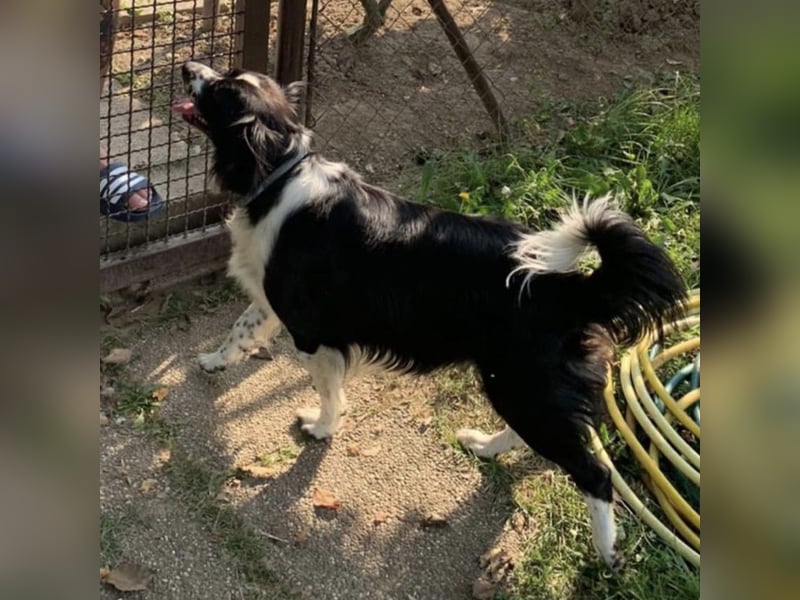 Mickey braucht ein liebevolles Zuhause