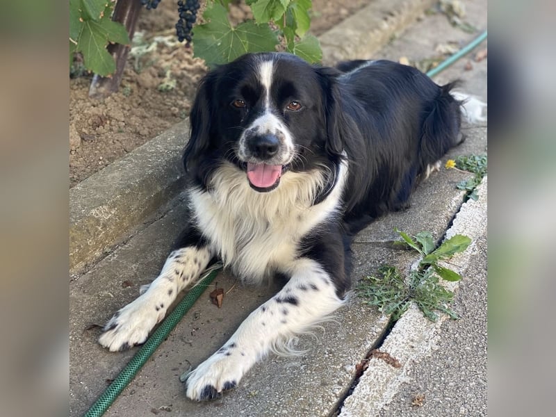 Mickey braucht ein liebevolles Zuhause